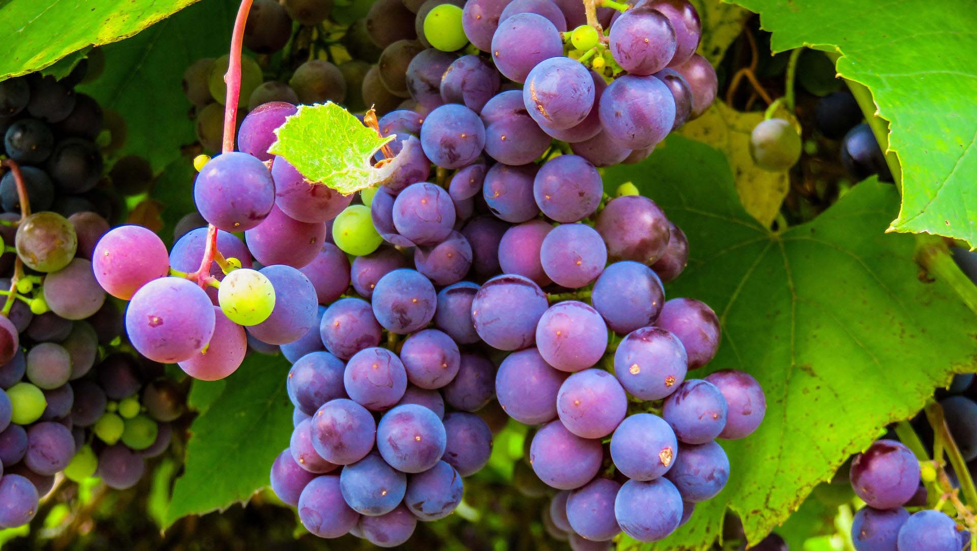 Vendemmia nel Salento Vendemmia delle uve del vino primitivo in autunno nel Salento